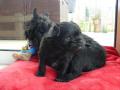chiot affenpinscher chiot affenpinscher