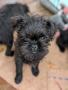 Très rare, chiots Affenpinscher Très rare, chiots Affenpinscher