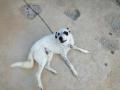 Mon chien atlas ! Est-ce que c'est un aidi pure ou non Mon chien atlas ! Est-ce que c'est un aidi pure ou non
