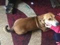 Basenji? Basenji?