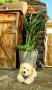 MON BICHON HAVANAIS MON BICHON HAVANAIS