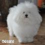 Désiré, bichon frisé Désiré, bichon frisé