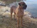 Boerboel Boerboel