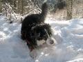 Bouvier bernois et marche dans la neige Bouvier bernois et marche dans la neige