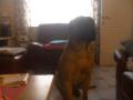 bullmastiff bullmastiff