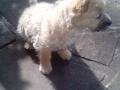 chiot chiot