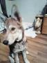 Aska chien loup tchécoslovaque croisé husky Aska chien loup tchécoslovaque croisé husky