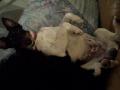Flynn , 5 ans Flynn , 5 ans