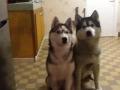 Hurka et dixy Hurka et dixy