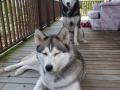 mes huskys sibériens mes huskys sibériens
