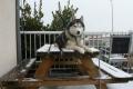 husky husky
