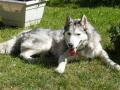 husky husky