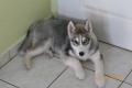 husky husky