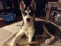 Husky siberien Husky siberien