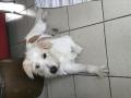 Bobbbie notre chien Bobbbie notre chien