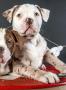 A vendre Alapaha Blue Blood Bulldog A vendre Alapaha Blue Blood Bulldog
