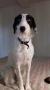 de mère Border Collie X .... de père Parson Russel Terrier ? de mère Border Collie X .... de père Parson Russel Terrier ?