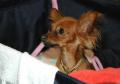petit chien russe poils longs petit chien russe poils longs