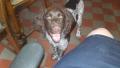 Chien adorable Chien adorable