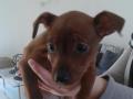 questions sur le pinscher nain questions sur le pinscher nain
