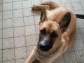 malinois croisé ou pas husky malinois croisé ou pas husky