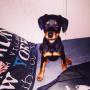 Mon chien Spartacus Mon chien Spartacus