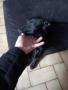 Chiot quelle taille Chiot quelle taille