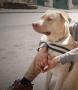 Labrador croisé X Labrador croisé X