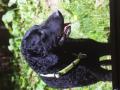 Retriever à poil bouclé Retriever à poil bouclé