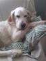 setter anglais setter anglais
