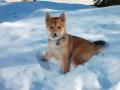 Mon shiba 'ipso' Mon shiba 'ipso'