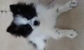 Spitz Allemand Spitz Allemand
