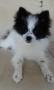 Spitz Allemand Spitz Allemand