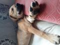 Amstaff ou pas Amstaff ou pas