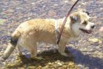 Terrier de Norfolk Terrier de Norfolk