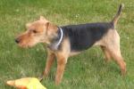 Welsh terrier Welsh terrier