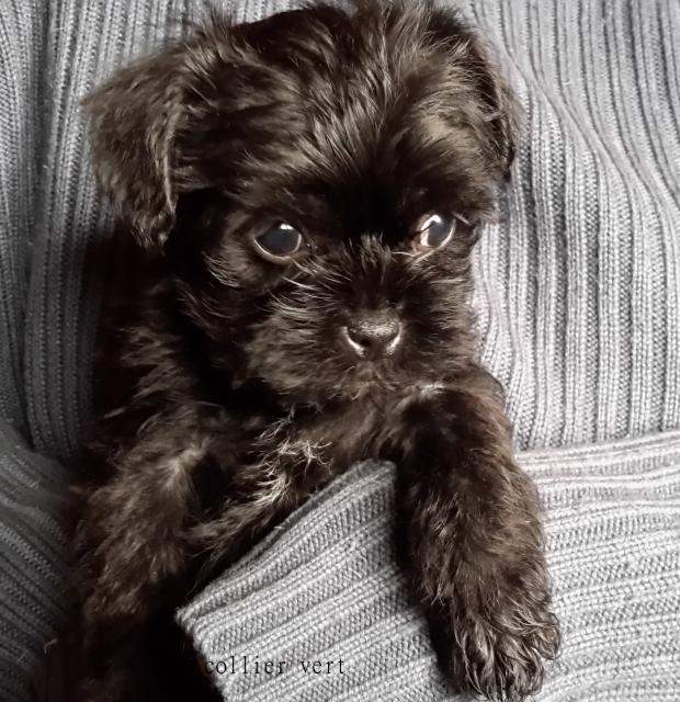 chiot à donner carpentras que