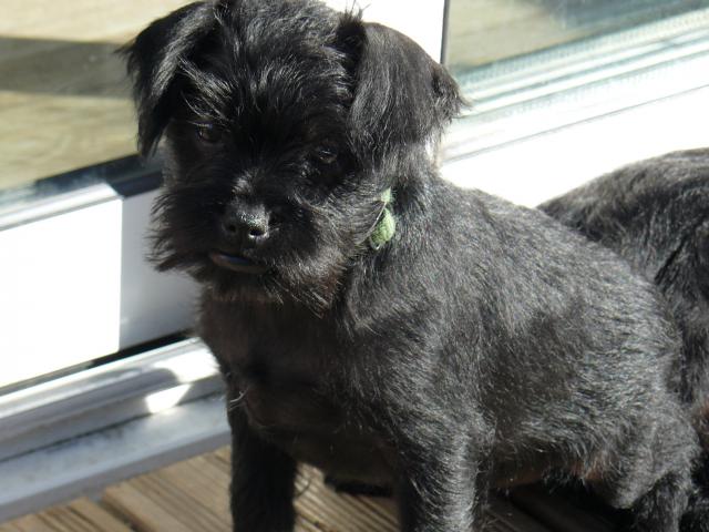 Affenpinscher Griffon Singe Les Avis Et Les Photos Des