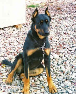 Beauceron Berger De Beauce Les Avis Et Les Photos Des Internautes Les Avis Choisir Son Chien