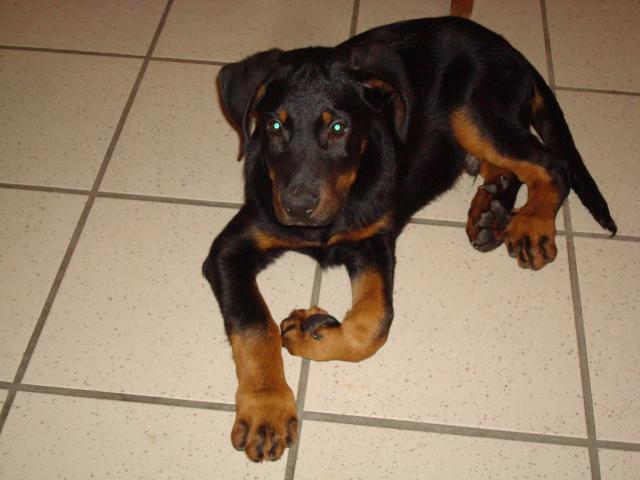 Beauceron 7 Mois
