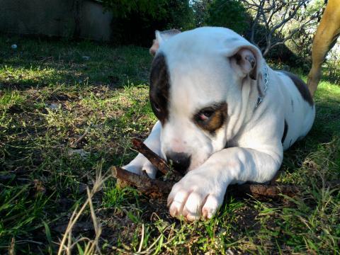 Bouledogue am ricain Les avis et les photos des internautes