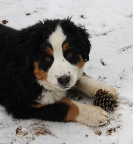Bouvier Bernois Les Avis Et Les Photos Des Internautes Les Avis Choisir Son Chien