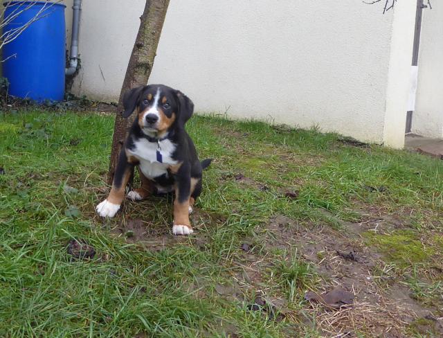 Bouvier De L Entlebuch L Avis Du Veterinaire Choisir Son Chien