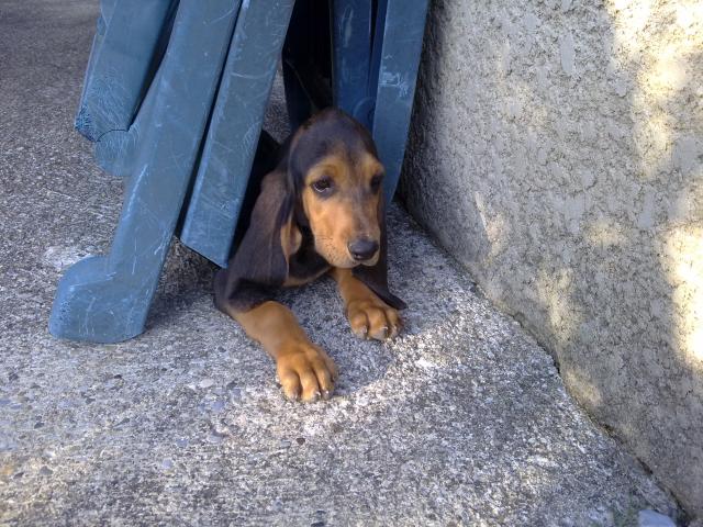 Bruno Du Jura Les Avis Et Les Photos Des Internautes Les Avis Choisir Son Chien