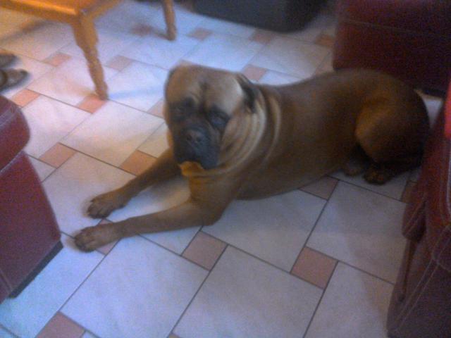 Bullmastiff Les Avis Et Les Photos Des Internautes