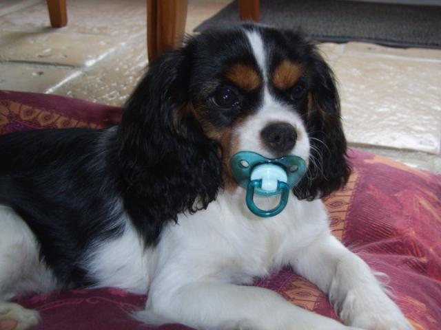 Cavalier King Charles Cavalier King Charles Spaniel Les Avis Et Les Photos Des Internautes Les Avis Choisir Son Chien