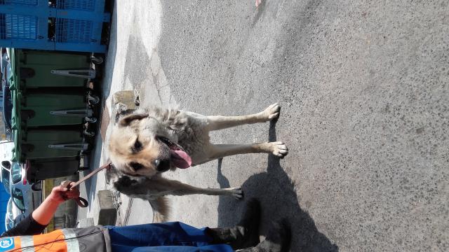 Chien De Berger Roumain Des Carpathes Les Avis Et Les