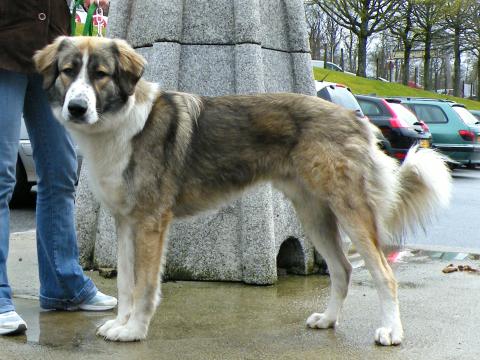 Chien de berger roumain des Carpathes Les avis et les photos des