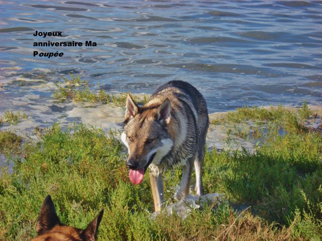 Chien Loup De Saarloos Les Avis Et Les Photos Des Internautes Les Avis Choisir Son Chien