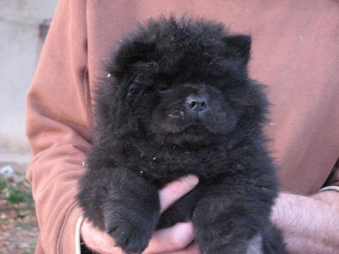 Chow Chow Choo Les Avis Et Les Photos Des Internautes Les Avis Choisir Son Chien